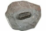 Cute Austerops Trilobite - Jorf, Morocco #328580-5